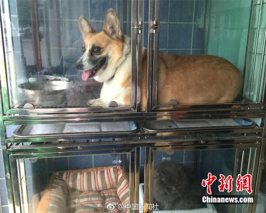 韩国的黄色视频播放