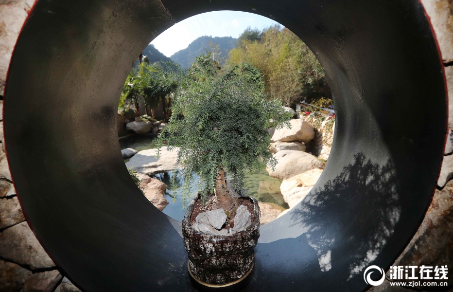 张柏芝私密毛处