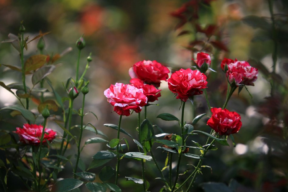 江苏淮安：初伏时节月季花绽放