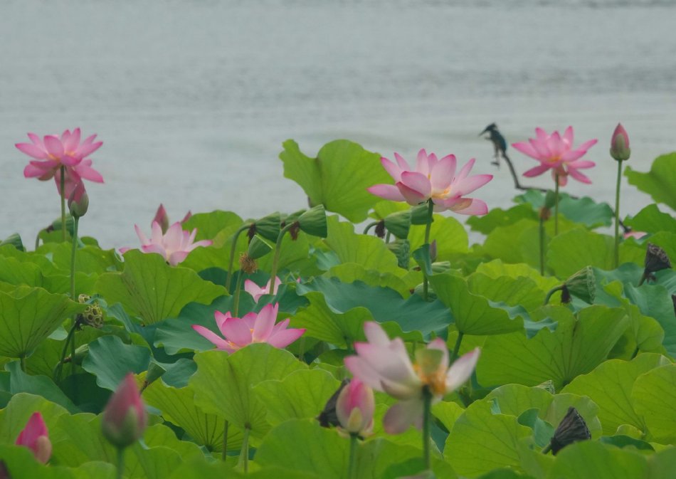 北京莲花池公园翠鸟栖息荷塘