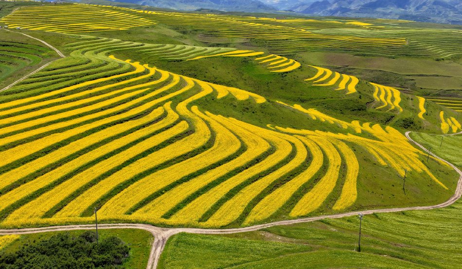 青海湟源：马场湾梯田油菜花盛开 层层金浪依山蔓延