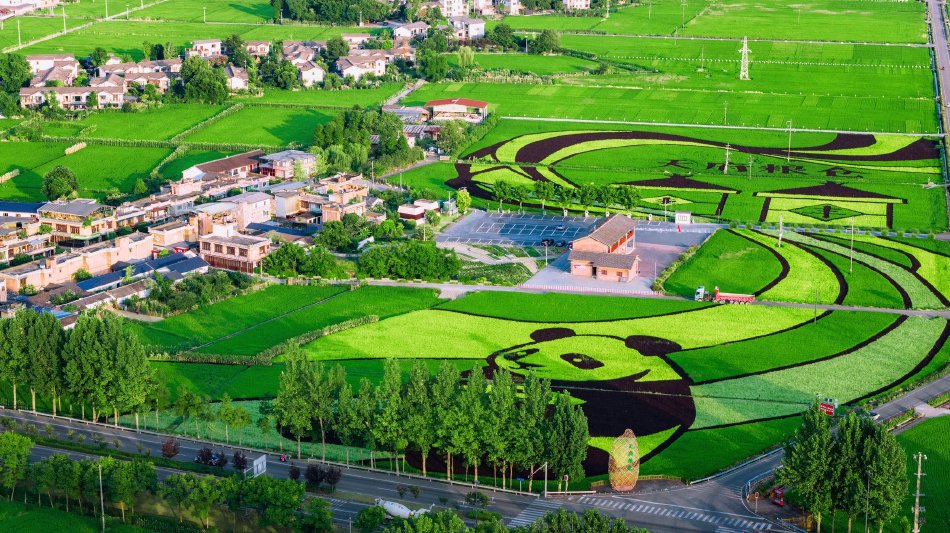 四川崇州：天府粮仓稻田景观“丰”景如画
