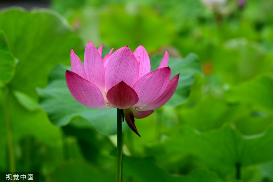 優菜真白