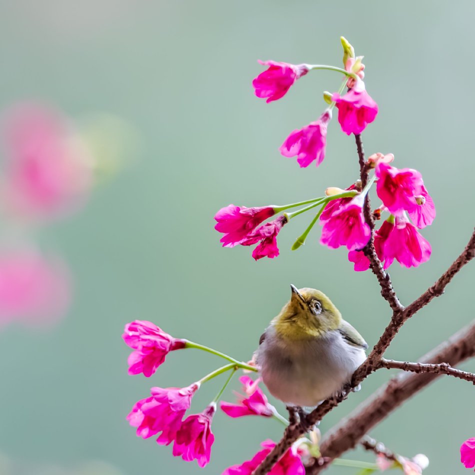 荻野舞
