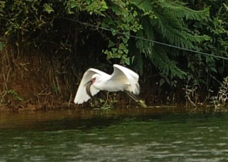 成都龙泉驿农家乐白鹭为食材 80元一只活杀现吃
