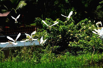 成都农家乐老板护鱼苗捕杀白鹭出售 将受罚