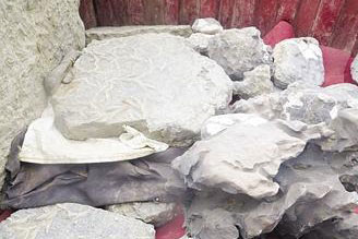 河滩“珍宝”引村民争夺 原是植物化石(图)