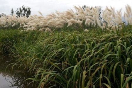 恢复林业自然生态 邛海打造全国最大城市湿地