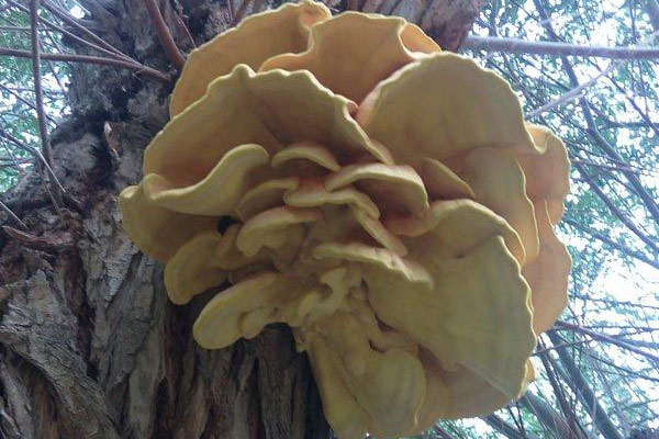 新疆发现特大柳树菇：重达3公斤 通体金黄
