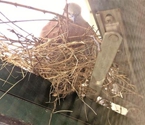 斑鸠窗上筑巢产蛋