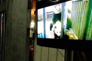 给大熊猫催情不用再看黄片 专家：已成过去时 