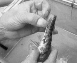 秦淮河现扁嘴怪鱼雀鳝 习性凶猛卵有剧毒(图)