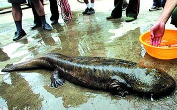 成都温江小区溜进娃娃鱼 市民误当鳄鱼报警