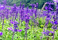 廣西浪漫賞花地推薦