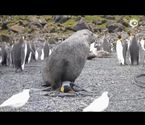 实拍企鹅惨遭海豹性侵