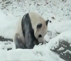 实拍熊猫雪中嬉闹