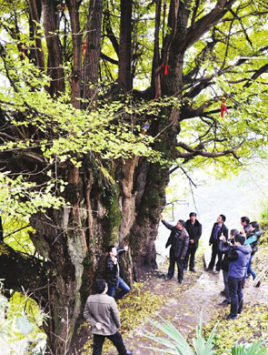 泸州叙永2200岁银杏醉游人