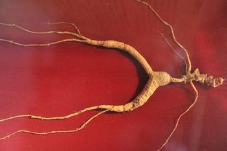 成都男子骗来5万野人参不识货 换一包200元香烟