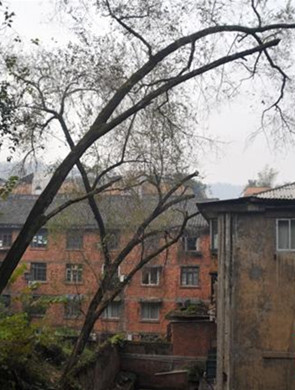 自贡十余大树被齐根砍断