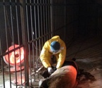 陜大熊貓感染犬瘟熱致2死