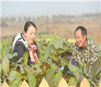 市民包地訂制大米蔬菜