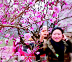 恩施州卸甲壩村紅梅盛開