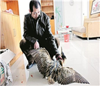 市民撿到受傷長嘴怪鳥