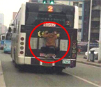 宜昌男子街頭扒車蹭公交