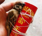 孩子將麻雀綁鞭炮上燃放