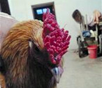 陽新奇怪公雞:雞冠成花狀
