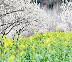 2015襄陽賞花地圖出爐