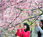 东湖樱花节开幕