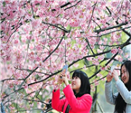 東湖櫻花節(jié)開幕