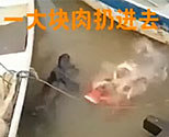 實拍食人魚秒吃大塊肉