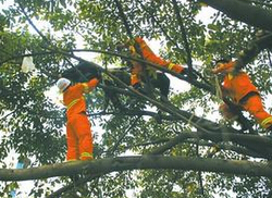 成都大爷儿子堰塘溺水身亡 不满补偿条件爬树欲轻生