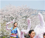 300名藏族孩子櫻園起舞