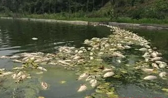 泸州一鱼塘疑遭人投毒 2万斤鱼被满门抄斩