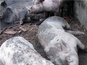 成都一养猪场起火 近百头生猪变烤猪