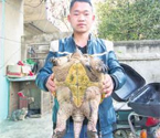 孝感村民捕獲大怪龜