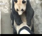 全球首播大熊貓交配 