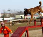 河南消防66只搜救犬比武