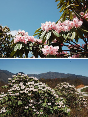 西岭现高山杜鹃奇景 红似火白如雪