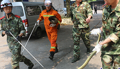 大花蛇闯入小区 乐山小区住户被吓惨了