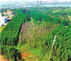 武汉拟推水杉保护意见