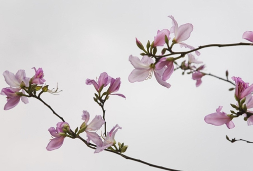 家中花草绿植的吉凶(图片来源作者博客)