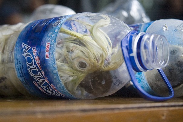 塑料瓶运濒危鹦鹉