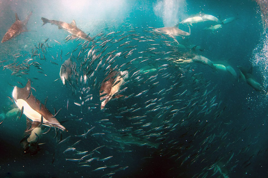 摄影师拍千只海豚捕食奇景