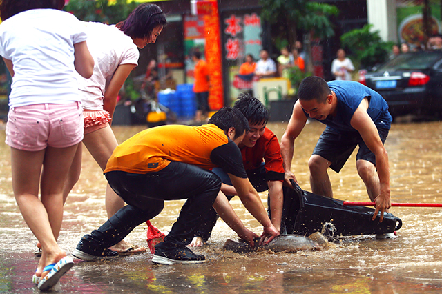 雨来了 鱼也来了
