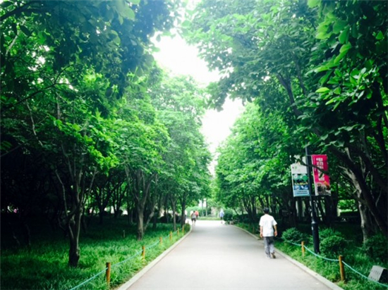 绿荫浓郁，刺眼的阳光暂时被隔离