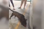 實拍汕頭血腥斗狗 打輸后遭主人當場摔死